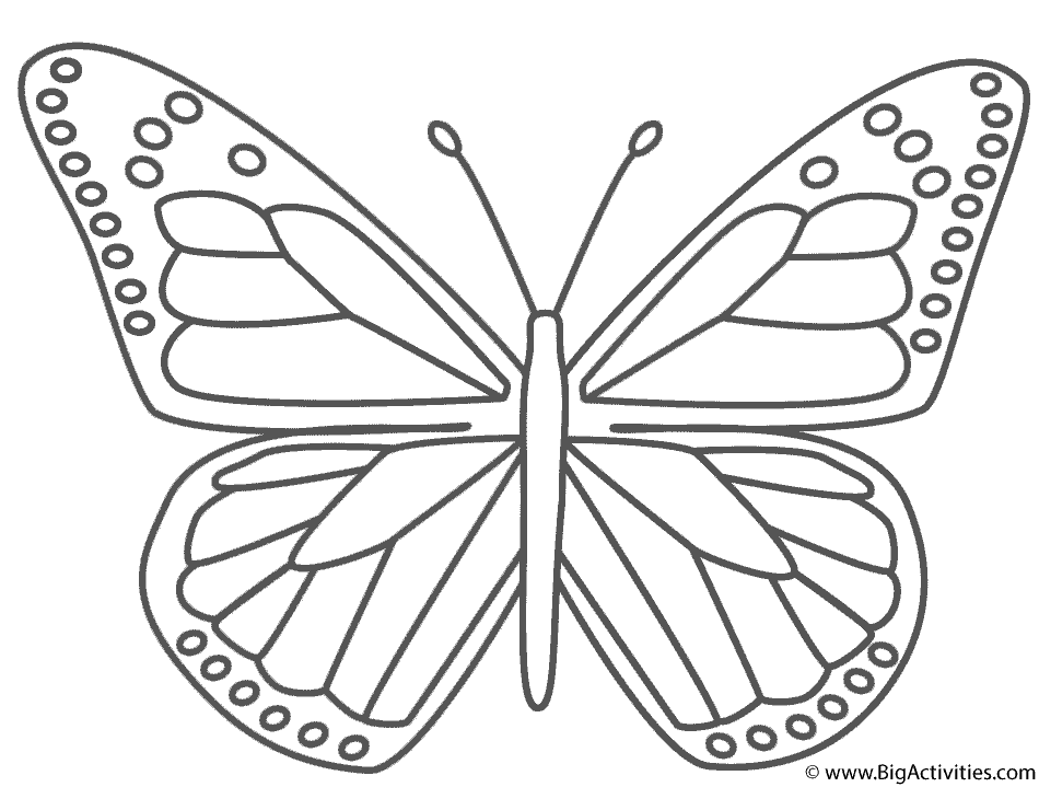 butterfly pictures to colour
